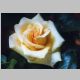 I am a rosarian. This is Elegant Beauty..jpg